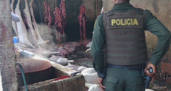 Clausurado matadero ilegal de cerdos en el Jarillón del río Cauca