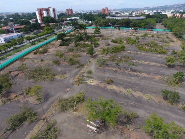 Concejo pedirá a Corte Constitucional revisar arboricidio en parqueaderos de Plaza de Toros
