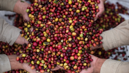 Excombatientes de las Farc-Ep aportan a la siembra de árboles de café en el Cauca