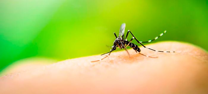 Alerta amarilla en Cali por brote de dengue