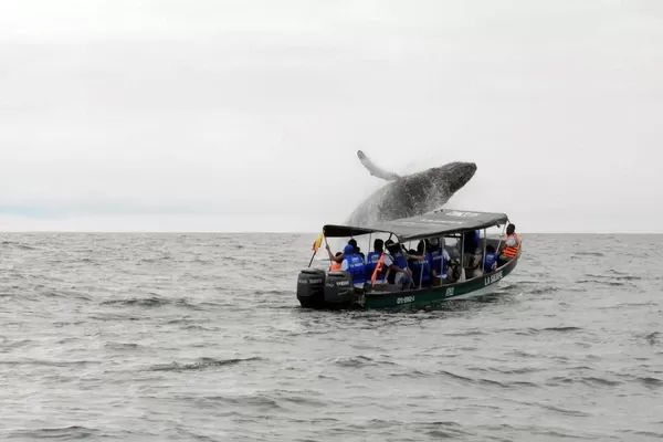 Desde el Valle del Cauca invitan a disfrutar la temporada de ballenas