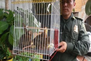 Rescatan a tres monos tití león en el barrio Meléndez