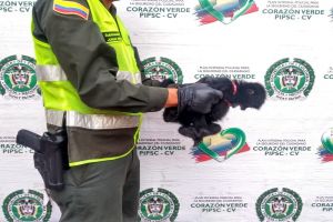 Policía Ambiental rescata un mono araña y una boa constrictor que fue abandonada