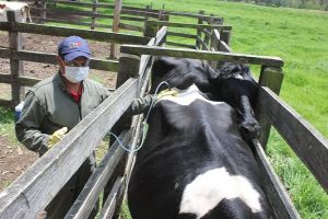 Llaman a ganaderos a participar en jornada de vacunación contra la fiebre aftosa