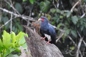 Colombia Birdfair 2019 promoverá la conservación integral de los ecosistemas