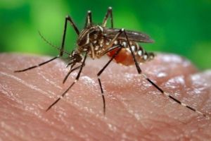 Alerta amarilla en El Valle ante posible incremento de dengue, chikunguña y zika