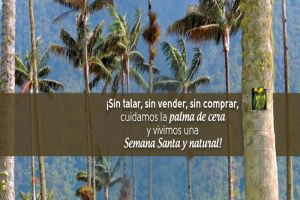 "Semana Santa y Natural": Por la conservación de la Palma de Cera y la fauna silvestre