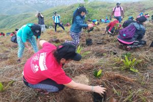 Tres mil árboles se plantaron en cerro de Cristo Rey