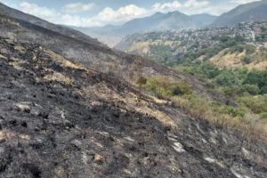 Programa "Colinas más Verdes" busca recuperar zonas quemadas por incendios