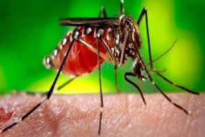 Dengue: Urgencia epidemiológica en el Valle