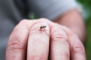 Alerta por epidemia de dengue en la región