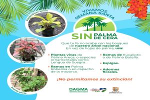 En Semana Santa reemplace la Palma de Cera por otras plantas