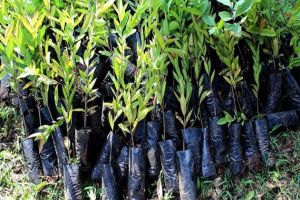 Gestores Ambientales del Valle dejan huella con más de 50 mil árboles plantados