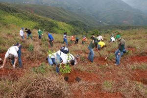 Buscan voluntarios para siembra de árboles en Cerro de los Cristales