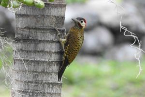 Providencia Parque Ecológico adelanta entrenamientos de aves