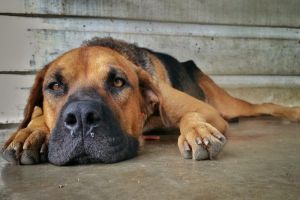 Moquillo en caninos: Recomendaciones a seguir en estos casos