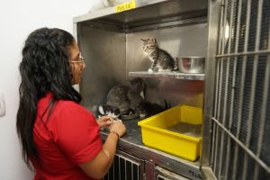 Centro de Bienestar Animal promueve jornada de adopciones